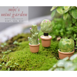 Tiểu cảnh mini_Chậu cây mọng nước_CP185
