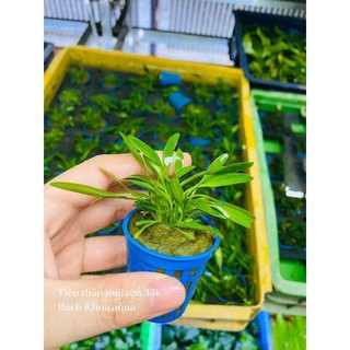 Tiêu thảo mũi tên