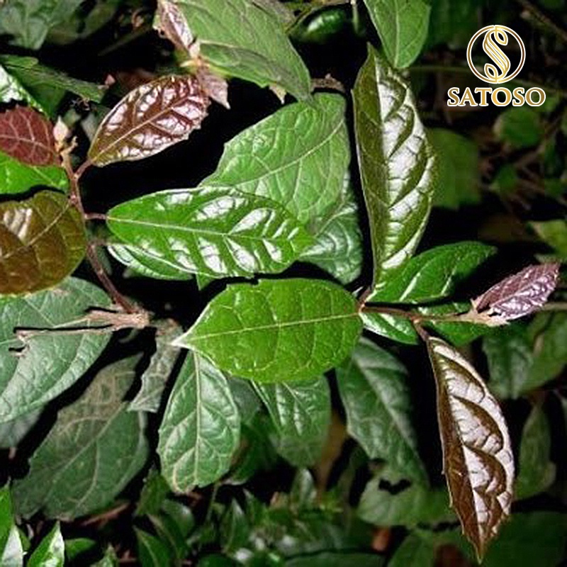 Xạ đen Hoà Bình thượng hạng hỗ trợ tốt cho gan SATOSO 1kg SA41