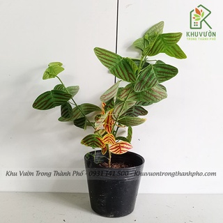 Cây bướm xuân Christia obcordata , cây cánh bướm xanh