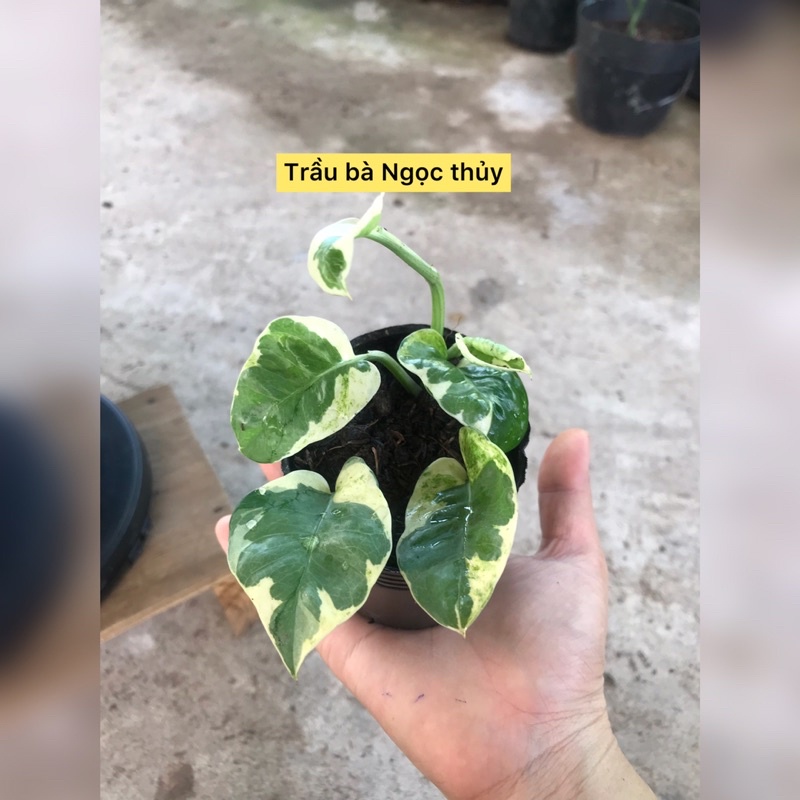 caykiengsadec - combo 8 loại trầu bà - hoa kiểng lá trang trí nội thất cảnh quan sân vườn ngoài trời