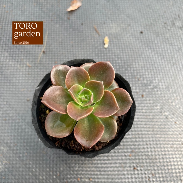Sen đá nhật nguyệt Đà Lạt size bé cây cảnh trang trí nhà cửa Toro garden