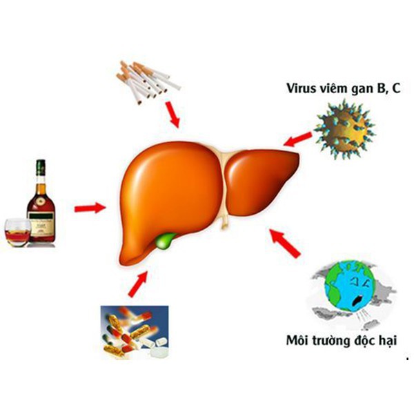 Cây an xoa khô 1kg - Dược liệu Tuệ Tâm