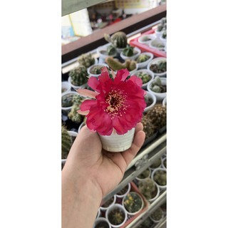 XƯƠNG RỒNG LOBI HẠT (SIZE RA HOA)