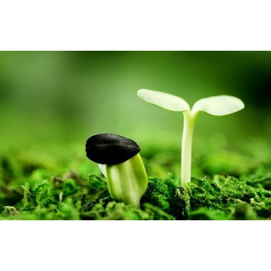 Phân bón đâm chồi lá xanh trái to BIFOLAT