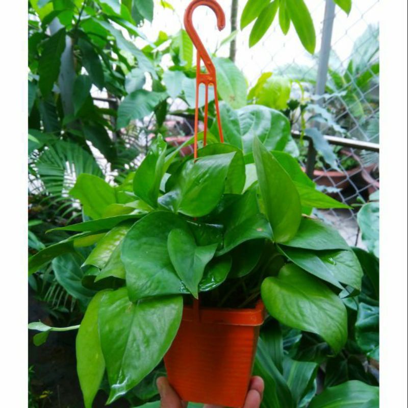 Trầu bà treo tường