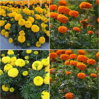 5 gói hạt giống hoa cúc vạn thọ Mỹ TẶNG 1 thuốc kíchthích hạt nảy mầm