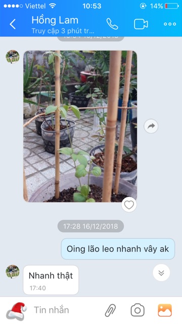 Củ hoa leo ông lão[SHOP UY TÍN]