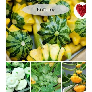 Hạt giống Bí đĩa bay mix màu