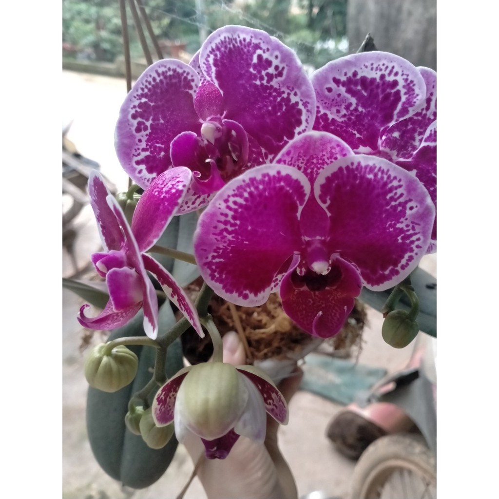 Combo 3 cây Lan Hồ Điệp đại cây đang ngồng nụ đủ màu