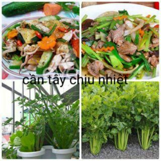 Cần tây  chịu nhiệt / Hạt giống cần tây