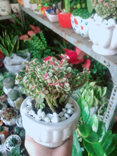 Chậu Cây Đô La Hồng