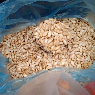 Hạt bí ta vùng cao