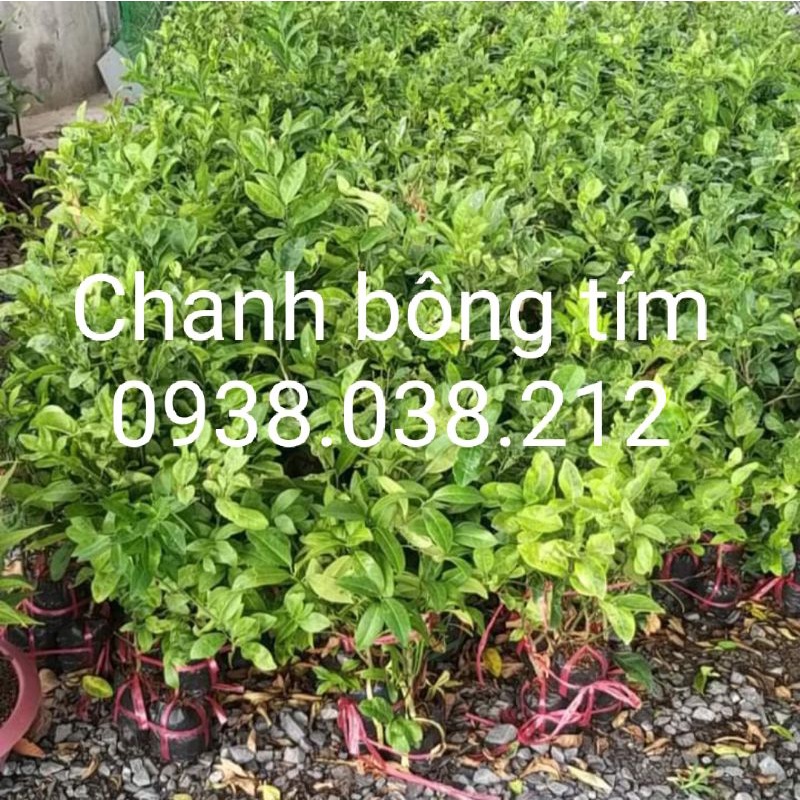 CÂY CHANH BÔNG TÍM