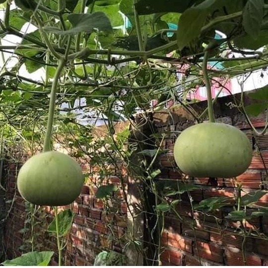 HẠT GIỐNG BẦU HƯƠNG TÁO BABY