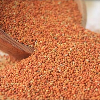 1Kg Kê Đỏ Hạt Nhỏ Cho Vẹt Love Bird Kê Đỏ Cho Chim Yến Phụng Kê Đỏ Cho Chim Sắc Nhật Kê Cho Vẹt Cockatiel Kê Cho Chuột