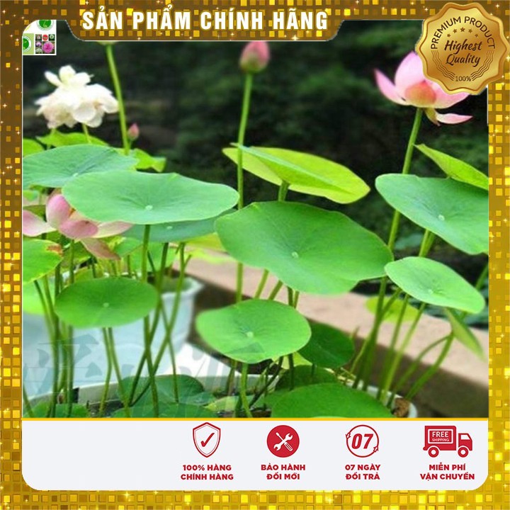 Hạt Giống Sen Mini Nhật 5 hạt [Bán Sỉ]