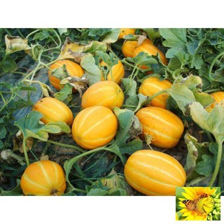 Hạt giống cây Dưa lê vàng Hàn Quốc (10 hạt)