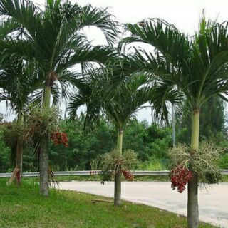 5 Cây Cau Kiểng Giống