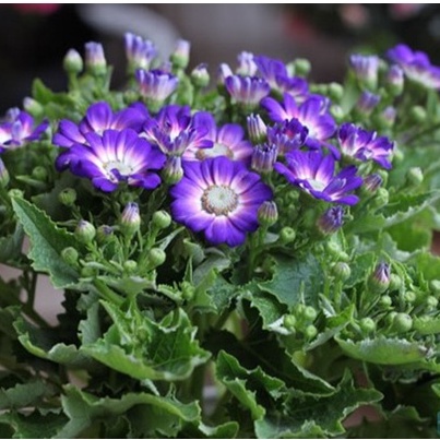 50h Hạt Giống Hoa Cúc Lá Nho Mix Màu ( tặng kèm thuốc kích mầm ra rễ)