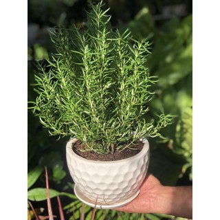 Cây Hương Thảo ( Đã bao gồm chậu Như Hình )