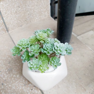 Cây sen đá nhân tạo, cây giả thiết kế để bàn trang trí bàn làm việc văn phòng, nhà cửa, spa (Cây kèm chậu)