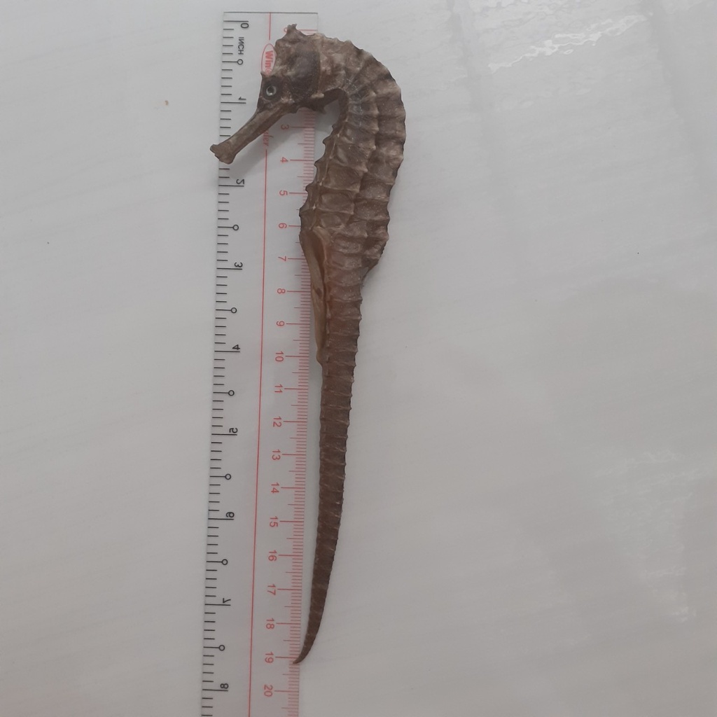 Cá ngựa khô - tươi size lớn 16-25cm