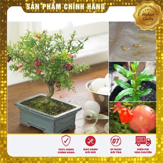 Hạt giống câu lựu lùn năng suất LUCKY SEEDS