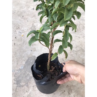 caykiengsadec Lan tỏi + tặng phân bón