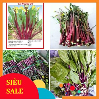 Gói 10 gr giống cải ngồng đỏ (cải ngồng tím)  TẾT KHUYẾN MẠI