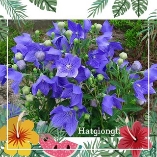 Hạt Giống Hoa Cát Cánh - 50 Hạt [ Tặng bộ dụng cụ làm vườn Mini 3 món ] F1