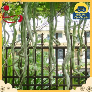 Hạt Giống Mướp Rắn F1