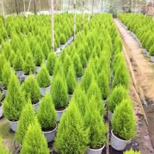 cây tùng thơm cao từ 70cm