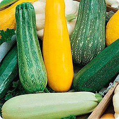 Hạt giống Bí Ngồi Nhiều Màu Tặng Kèm Kích Mầm Và Hướng Dẫn Ươm Trồng