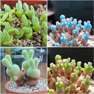 Hạt giống cây tai thỏ