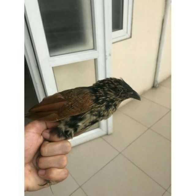 Keo bẫy chuyên chim  cò ,vạc 500g