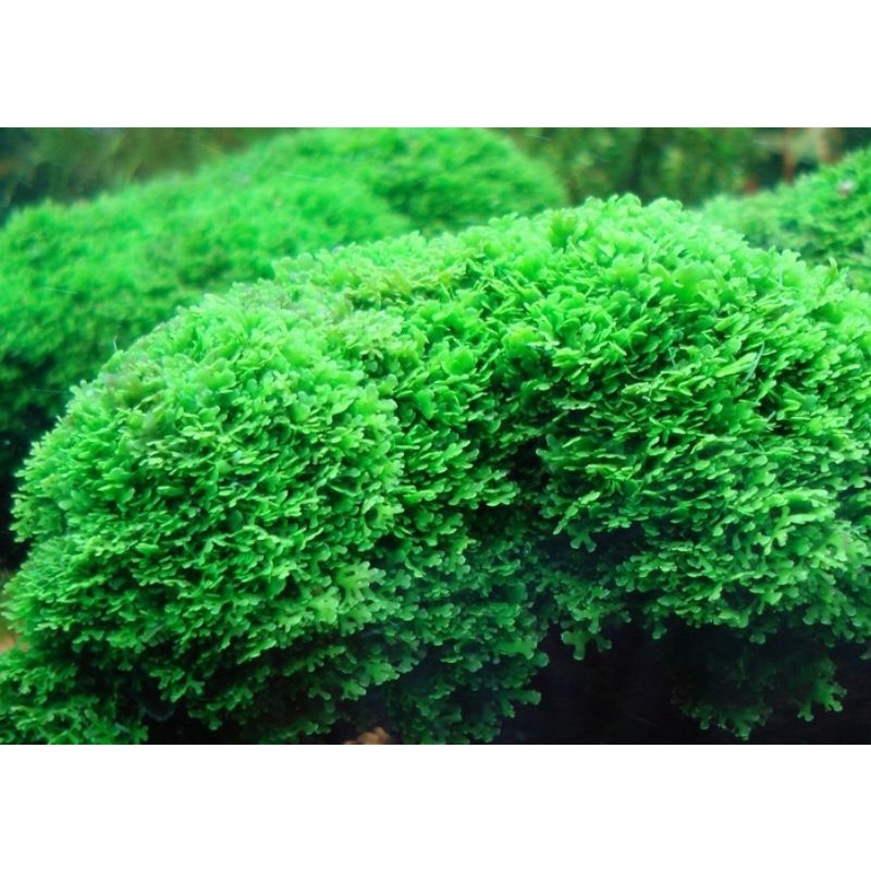 Rêu Pelia và Pelia mini bụi 10x10xcm