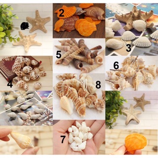 1 sét vỏ ốc trang trí