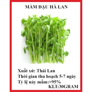 30 gram hạt giống mầm rau đậu hà lan tặng kèm phân và kích mầm