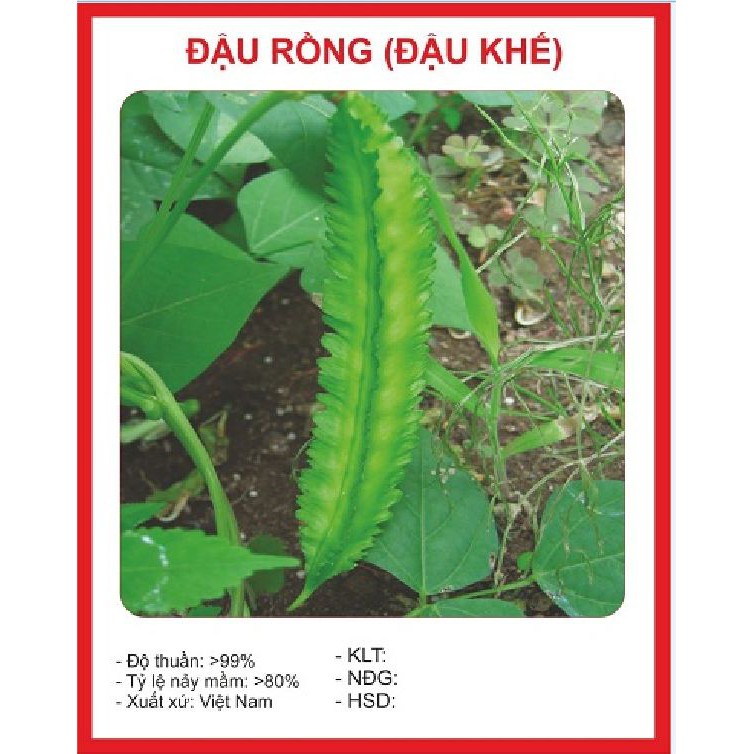 Hạt giống đậu rồng( đỗ khế) tứ quý - 5gr/gói