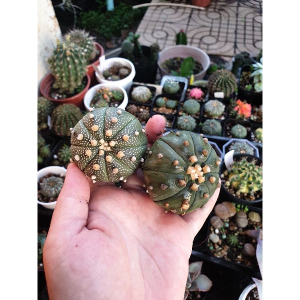 Cặp xương rồng Aster đã ra hoa đậu quả-cây khỏe 4,5 cm