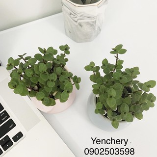 🌴Chậu cây Em gái mưa “ pink lady “ tặng chậu sứ cao cấp + soải