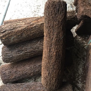 Dớn trụ trồng Lan dài 40cm ngang 10cm