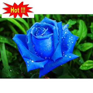 Hạt giống Hoa Hồng Xanh (10 hạt)