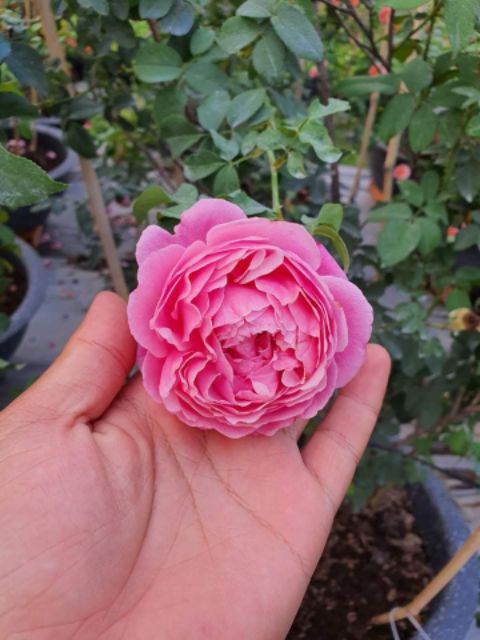 Hồng leo ngoại Souer Emmanuelle