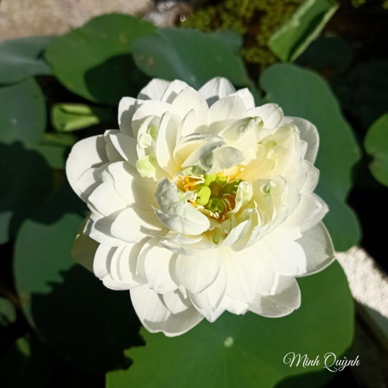 Củ sen mini Bông tuyết