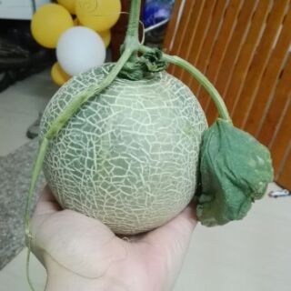 Áo hoa pelum