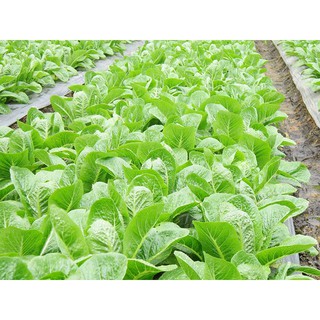 Hạt Giống Xà Lách Romaine 2gr