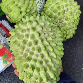 Cây giống na sầu riêng