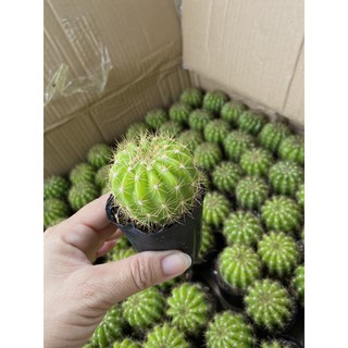 Xương rồng bí xanh